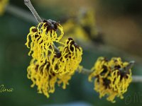 Hamamelis Nina 2015 02 07 3033